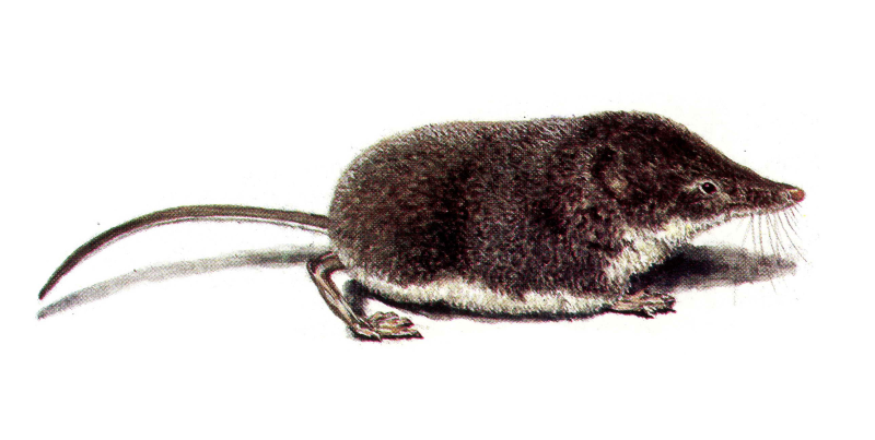 Землеройка кутора