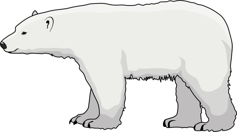 Белый медведь на белом фоне