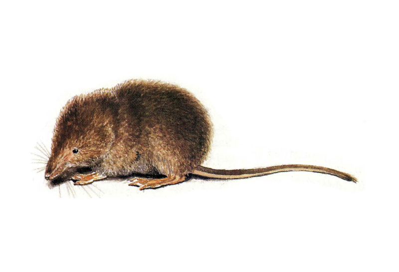 Малая бурозубка