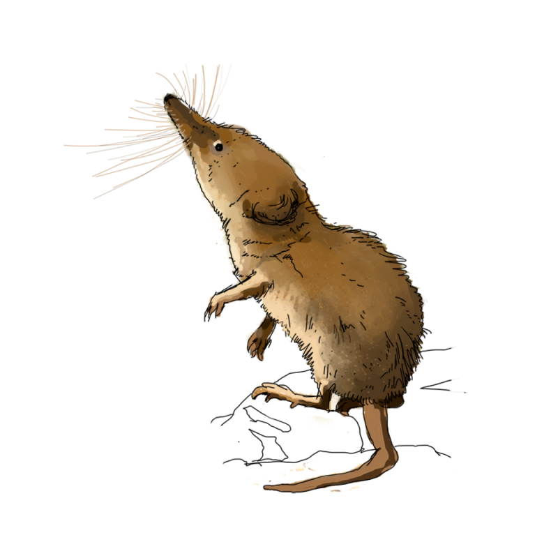 Бурозубка на прозрачном фоне