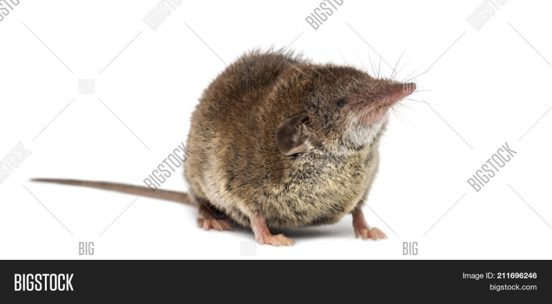 Бурозубка обыкновенная на белом фоне