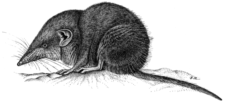 Русская выхухоль