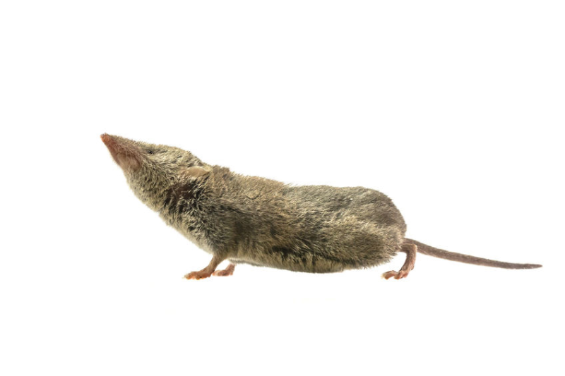 Тянь Шанская бурозубка