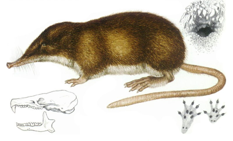 Пиренейская выхухоль