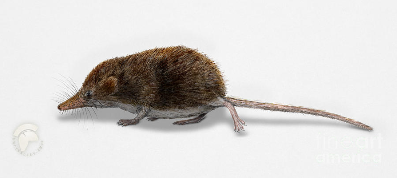 Обыкновенная бурозубка