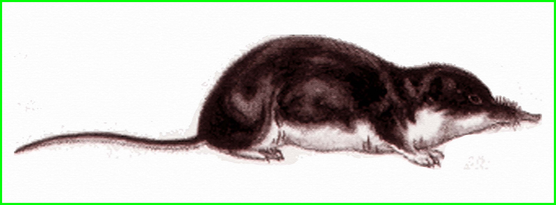 Бурозубка обыкновенная рисунок