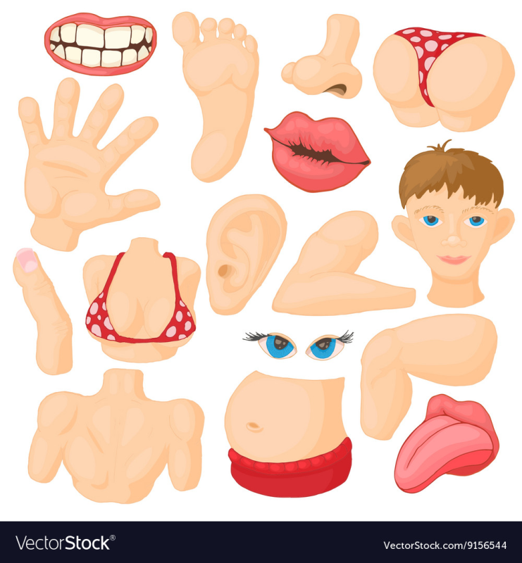 Части тела рисунок