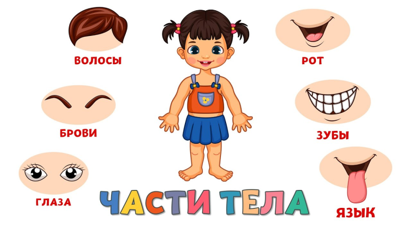 Части тела для детей