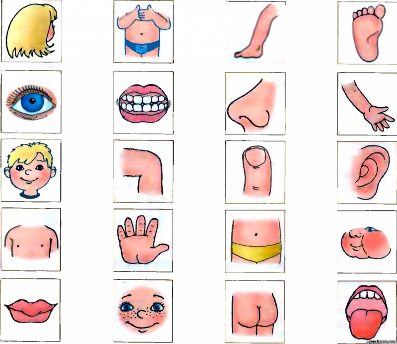 Карточки с изображением частей тела