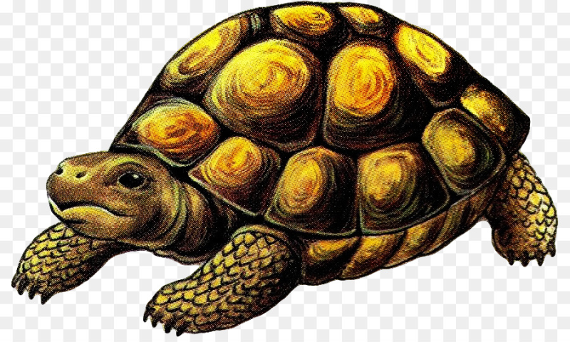 Черепаха для детей