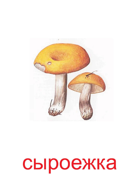 Рисунок гриб сыроежка сыроежка для детей