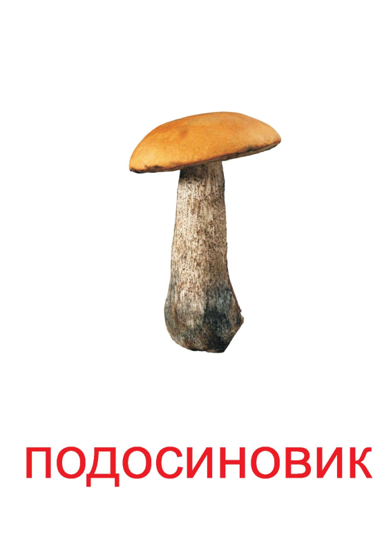 Съедобные грибы подосиновик