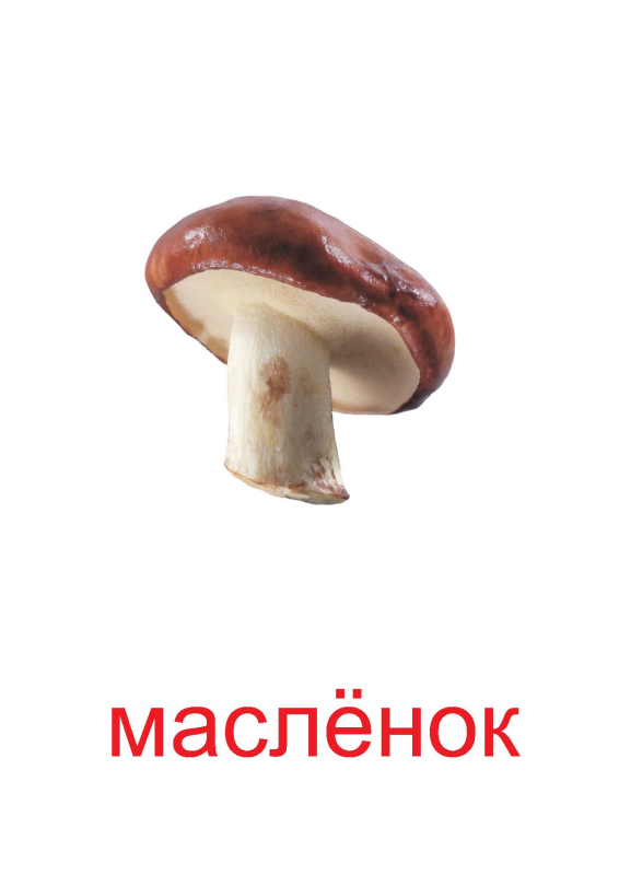 Масленок маслята грибы рисунок