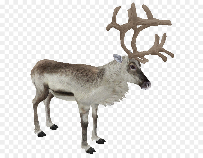 Северный олень на прозрачном фоне