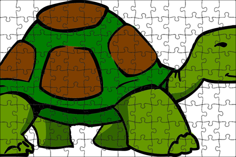 Черепаха на белом фоне