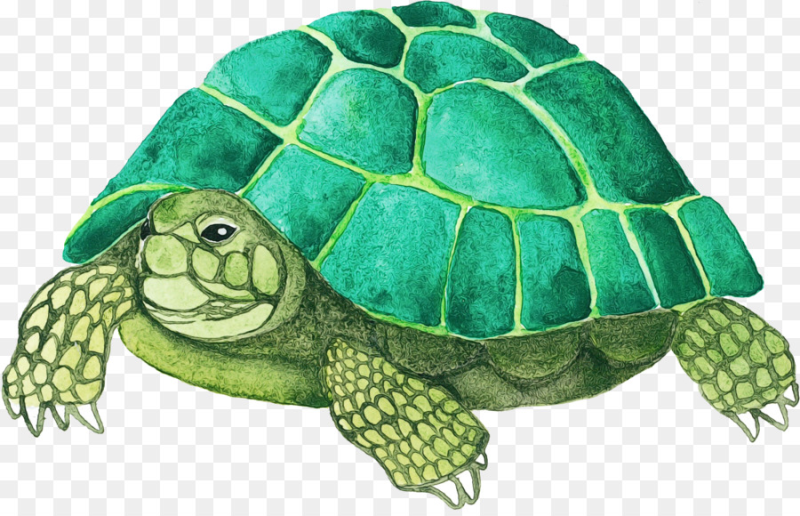 Черепаха для детей