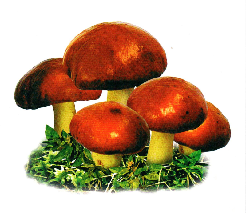 Грибы маслята