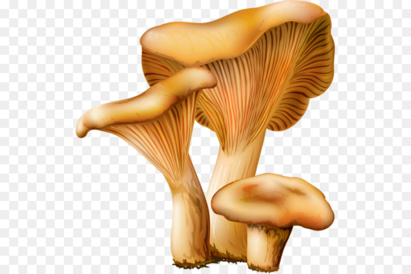 Гриб Лисичка без фона