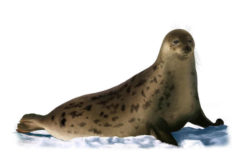 Тюлень для детей