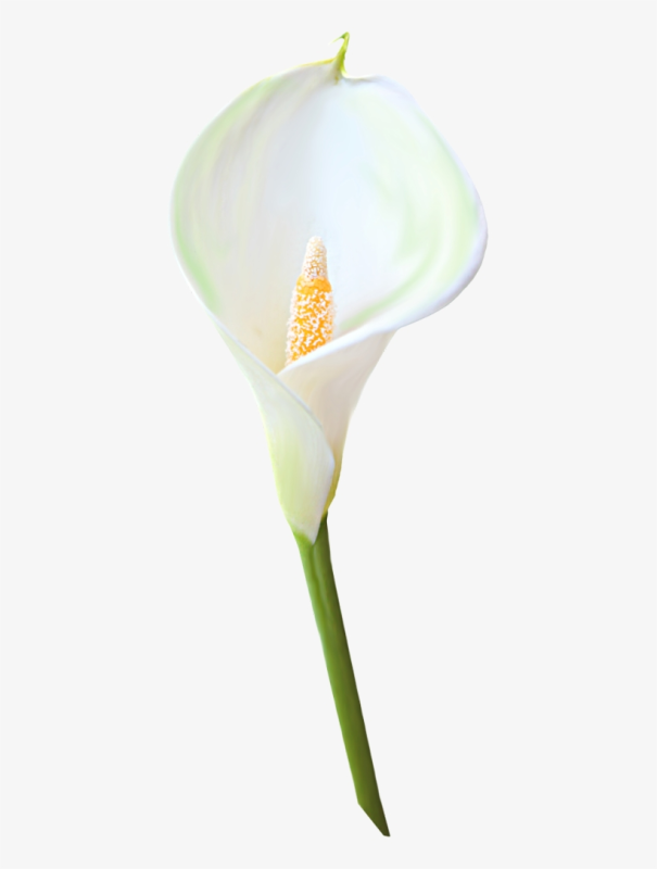 Цветы - белокрыльник (White Calla Lily)