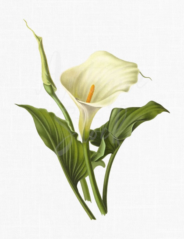 Calla Lily цветок