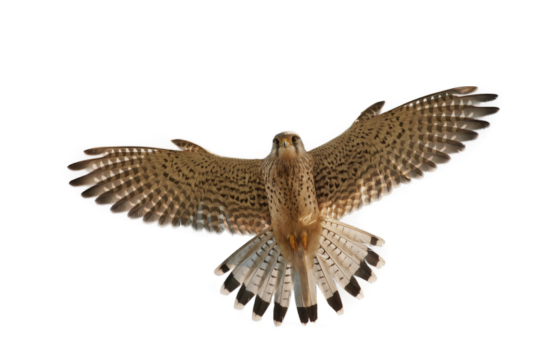 Орел Сокол ястреб Сапсан