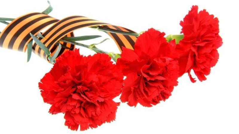 Гвоздики на прозрачном фоне