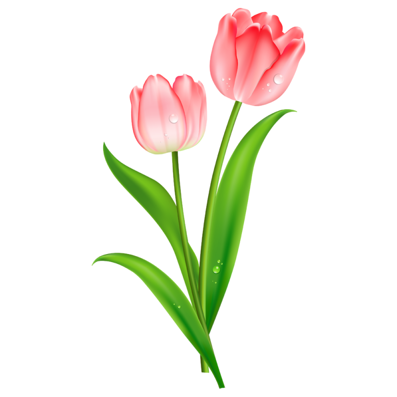 Тюльпан Тулип