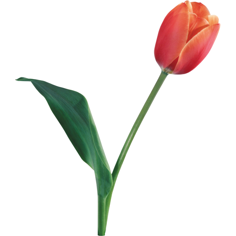 Тюльпан Квинсдей