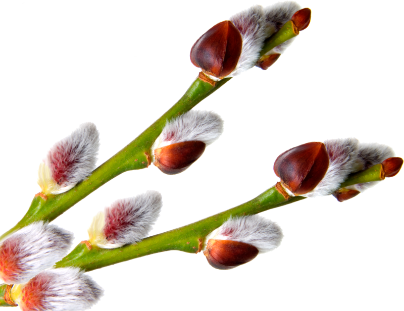 Веточка вербы на дереве