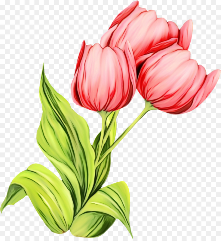Цветы тюльпаны на прозрачном фоне