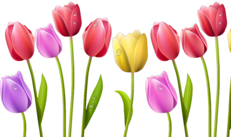 Тюльпан для детей