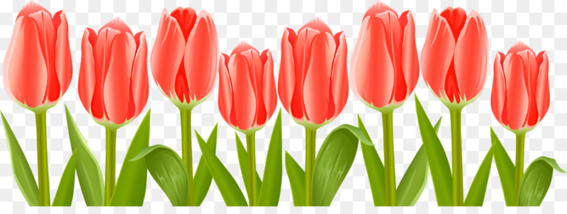 Тюльпаны для печати