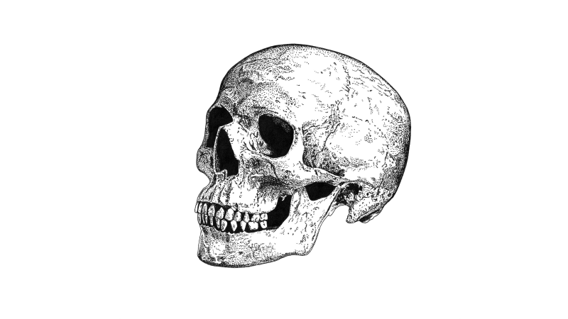 Череп рисунок