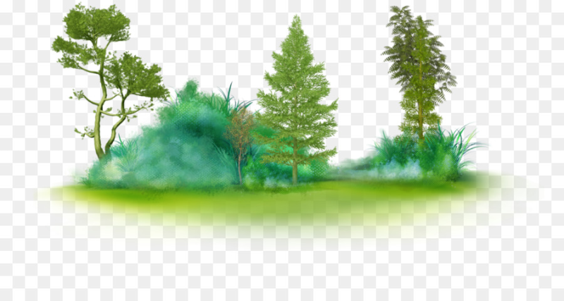 Лес на прозрачном фоне
