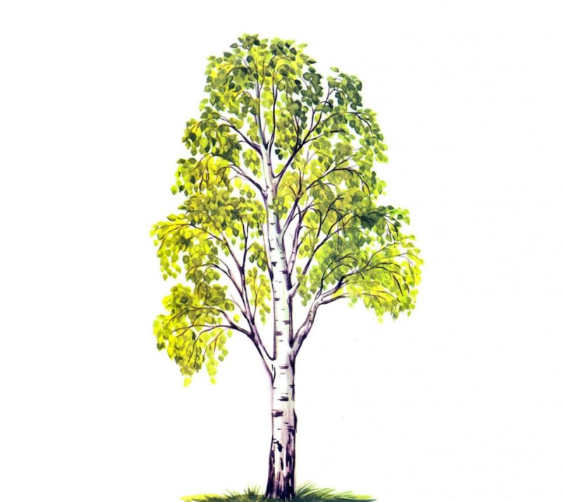 Дерево рисунок