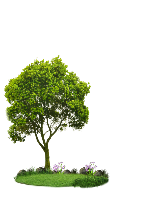 Деревья и кусты на прозрачном фоне