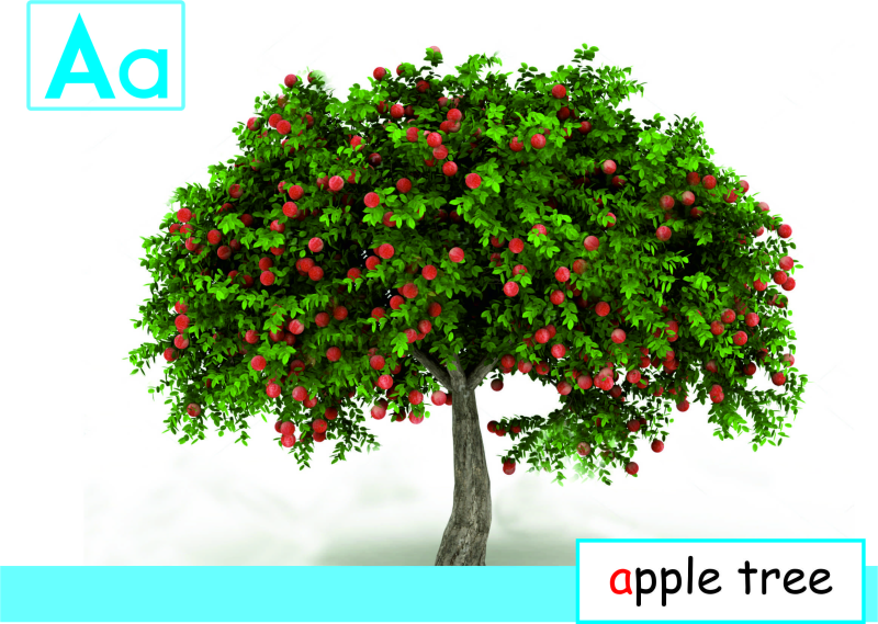 Яблоня на белом фоне