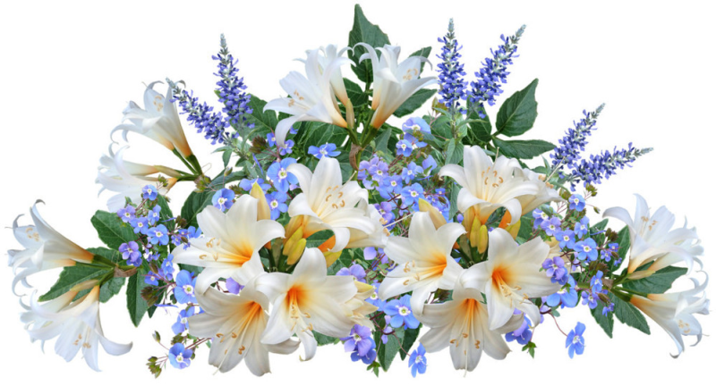 Цветы на белом фоне