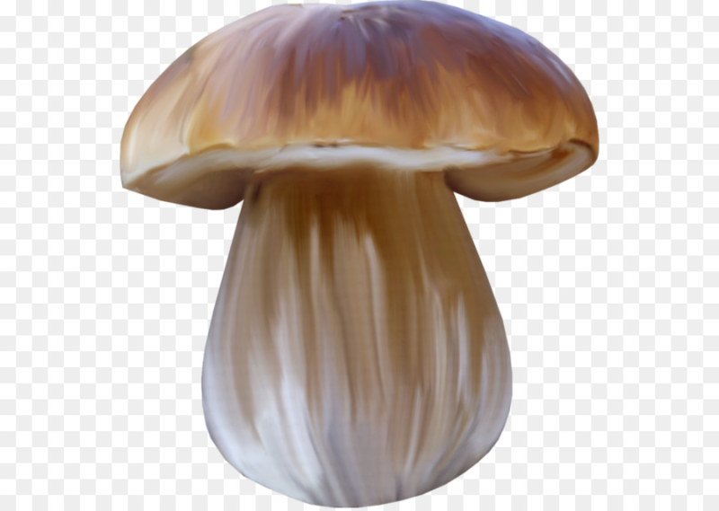 Белый гриб Боровик на белом фоне