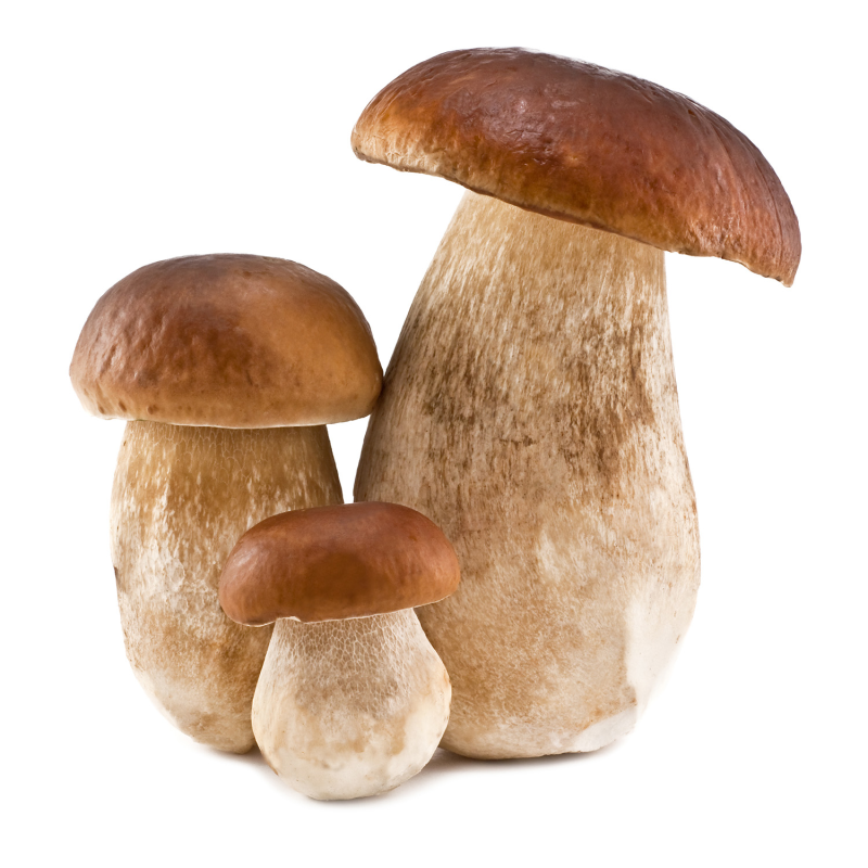 Гриб Боровик на белом фоне