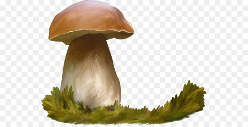 Белый гриб Боровик на белом фоне