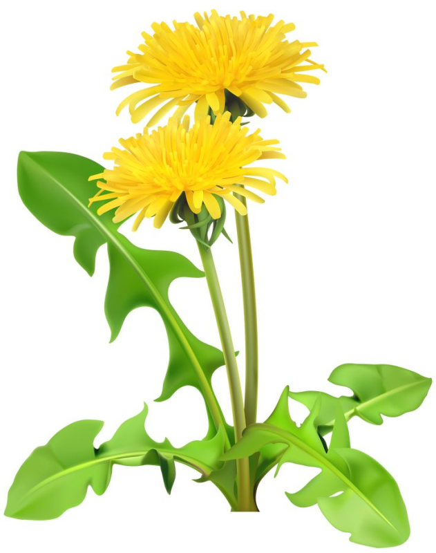 Растения на белом фоне