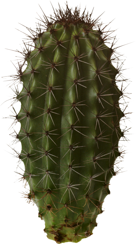 Кактусовые Cactaceae