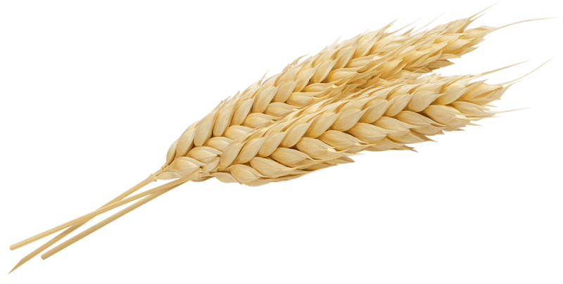 Пшеница для детей