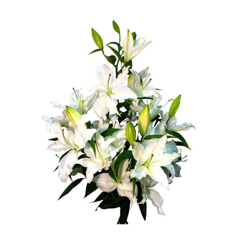 Хельветия белая Лилия