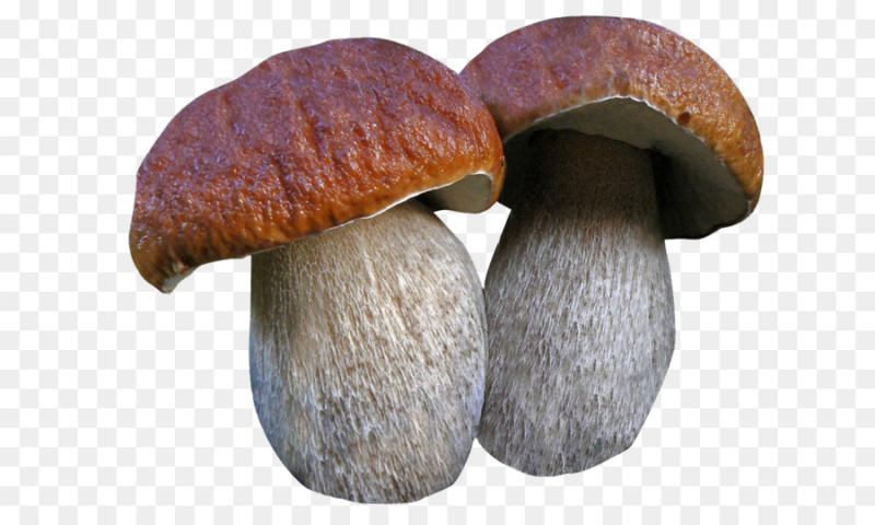 Подосиновик на белом фоне