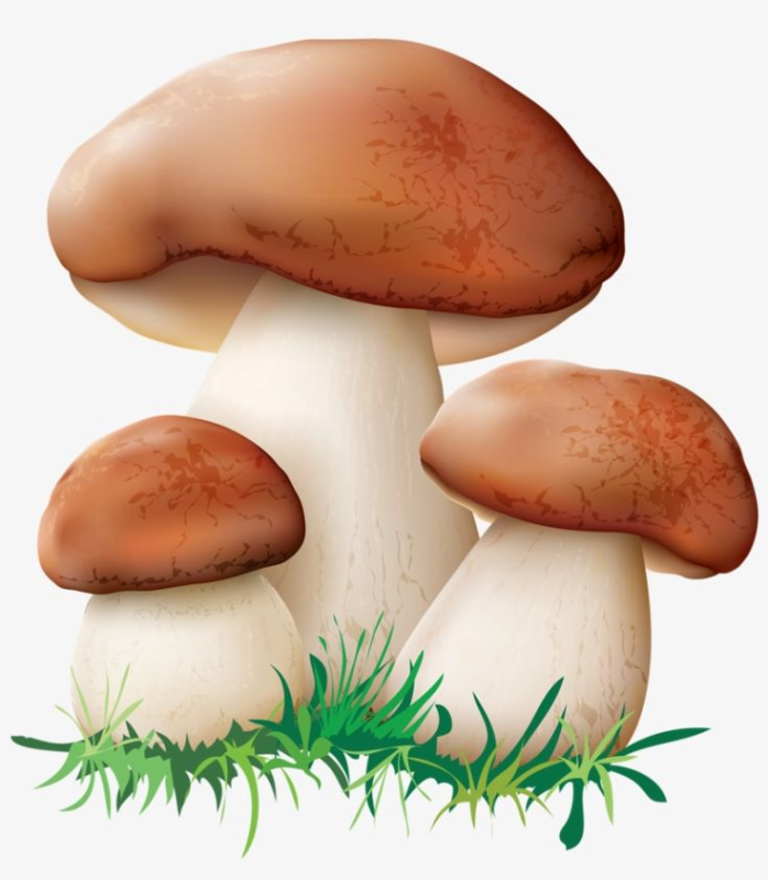 Гриб Боровик на белом фоне