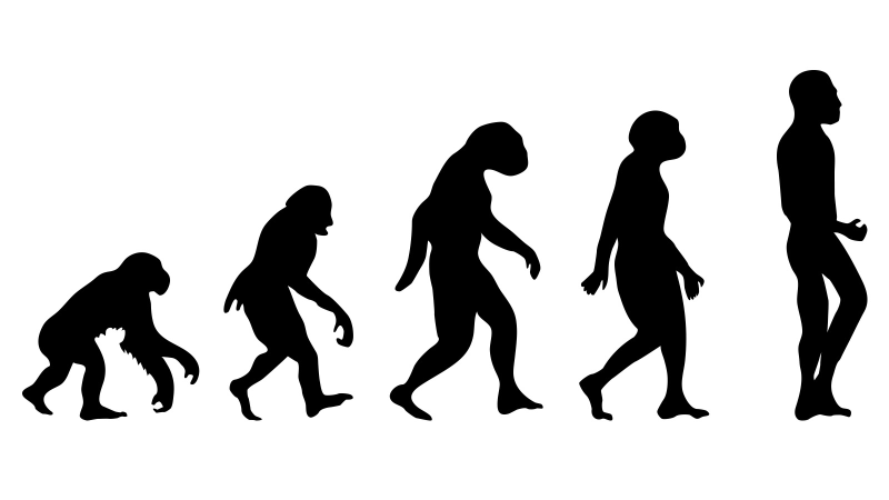 Эволюция человека