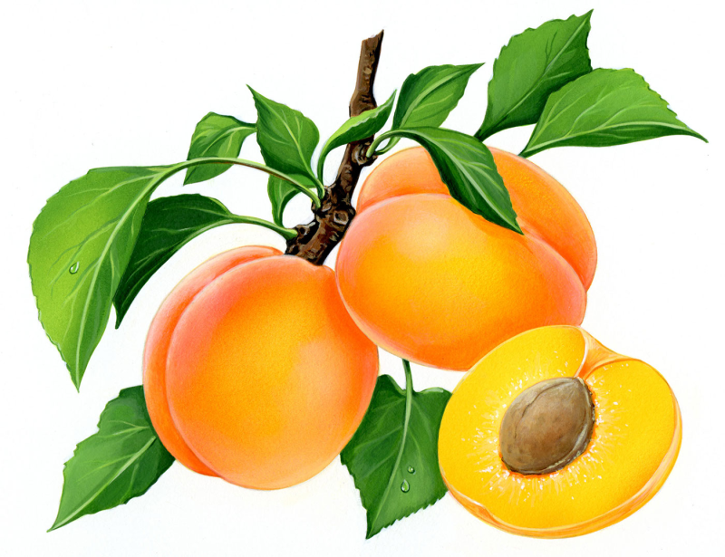 Apricot — абрикос